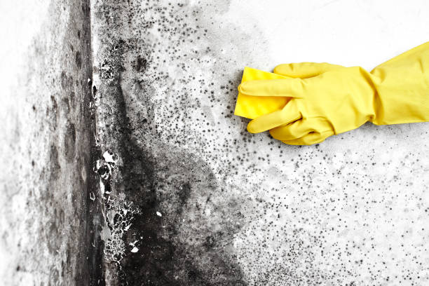 Professional Mold Removal in Kitsap Lake, WA
