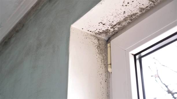 Best Commercial Mold Removal  in Kitsap Lake, WA