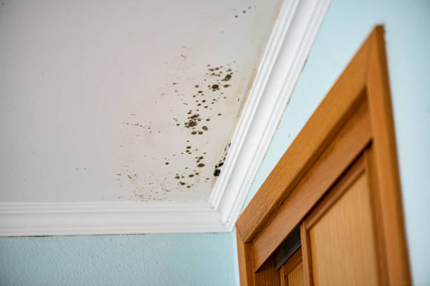 Best Emergency Mold Removal  in Kitsap Lake, WA