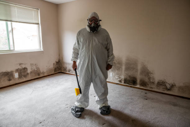 Office Mold Removal Services in Kitsap Lake, WA